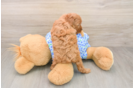 Playful Mini Groodle Poodle Mix Puppy