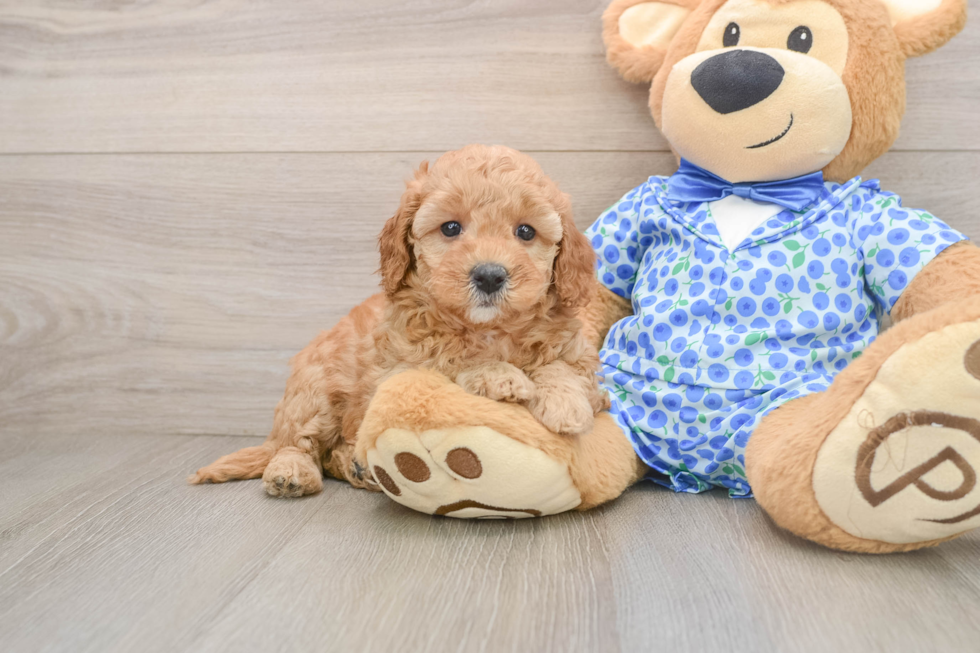 Best Mini Goldendoodle Baby