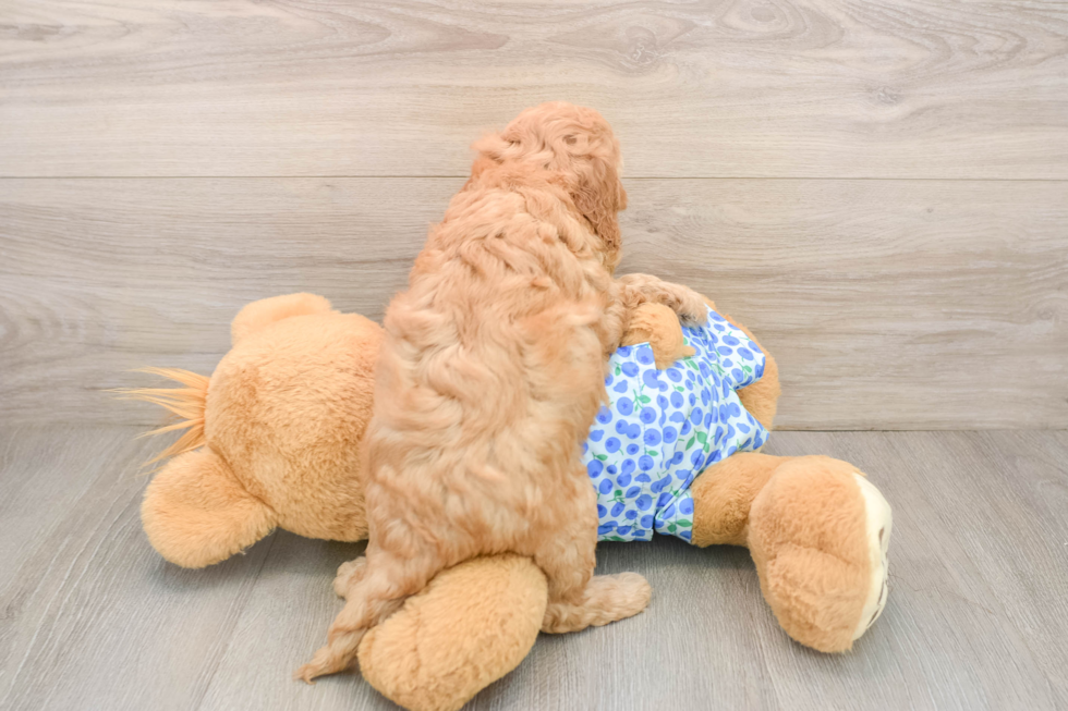 Sweet Mini Goldendoodle Baby
