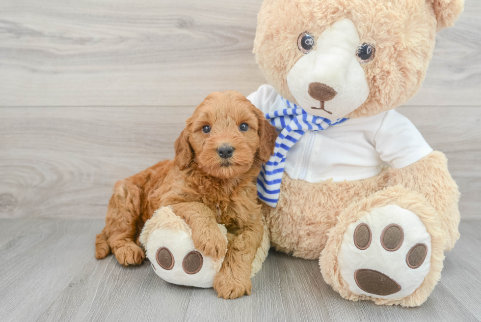 Playful Golden Retriever Poodle Mix Puppy