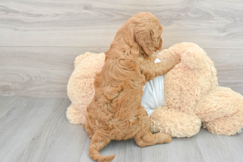 Cute Mini Goldendoodle Baby