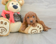 9 week old Mini Goldendoodle Puppy For Sale - Puppy Love PR