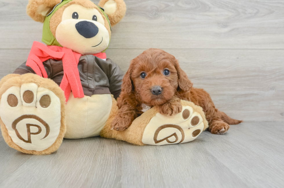 9 week old Mini Goldendoodle Puppy For Sale - Puppy Love PR