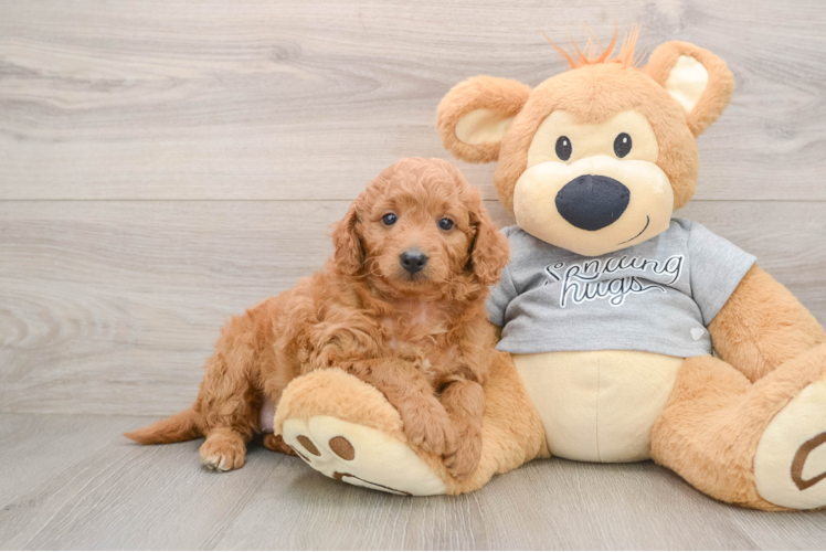 Energetic Golden Doodle Poodle Mix Puppy