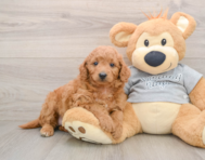 7 week old Mini Goldendoodle Puppy For Sale - Puppy Love PR