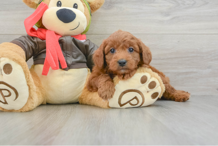 Meet Yogi - our Mini Goldendoodle Puppy Photo 1/3 - Puppy Love PR Friendly Mini Goldendoodle Baby