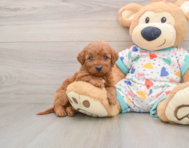 5 week old Mini Goldendoodle Puppy For Sale - Puppy Love PR
