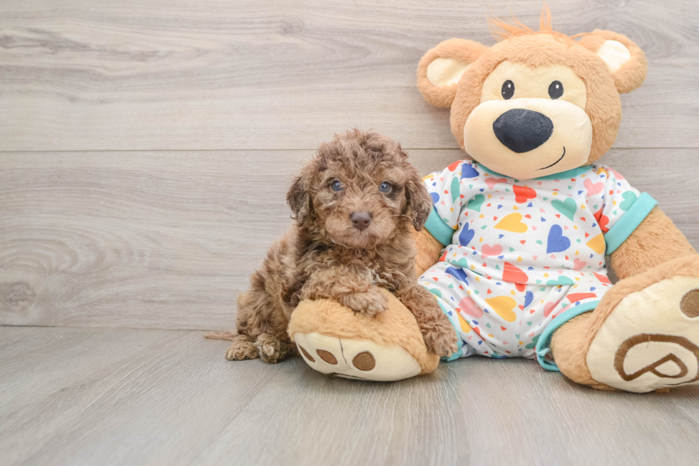 Mini Goldendoodle Pup Being Cute