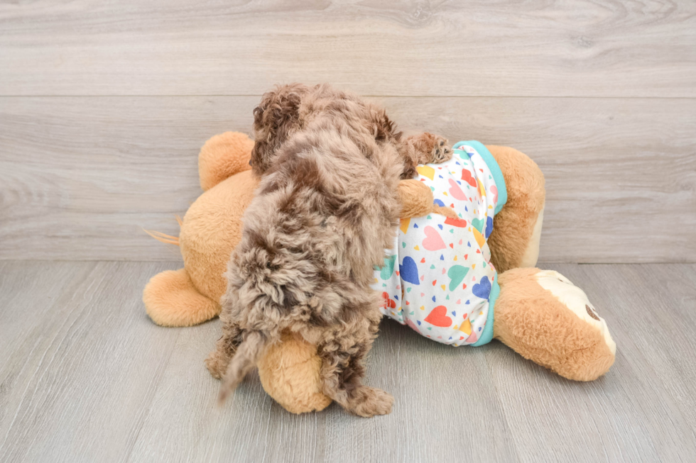 Small Mini Goldendoodle Baby