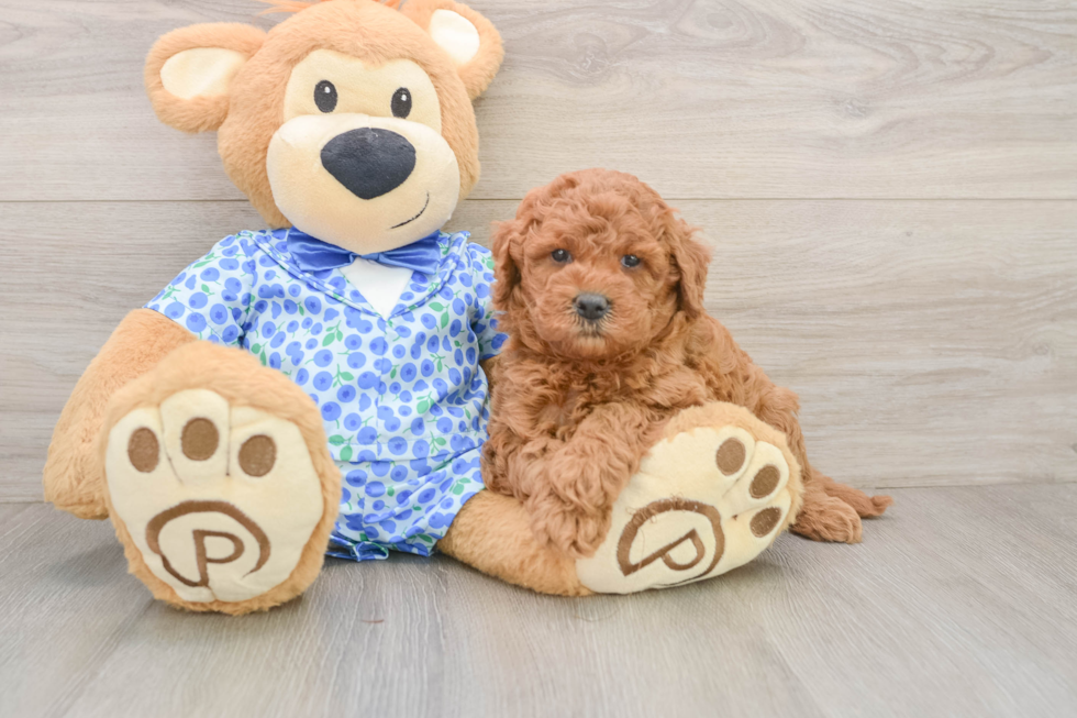 Best Mini Goldendoodle Baby