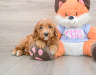 6 week old Mini Goldendoodle Puppy For Sale - Puppy Love PR