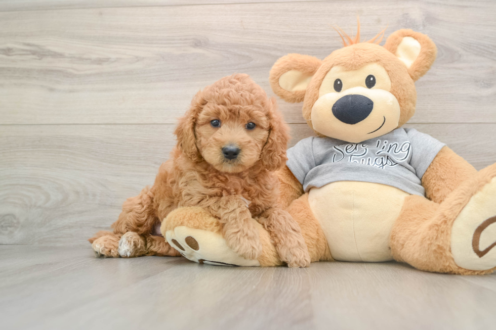 Friendly Mini Goldendoodle Baby