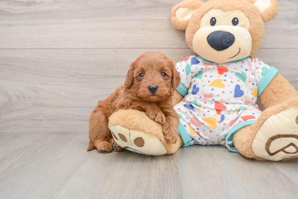 Friendly Mini Goldendoodle Baby