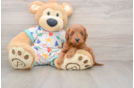 Best Mini Goldendoodle Baby
