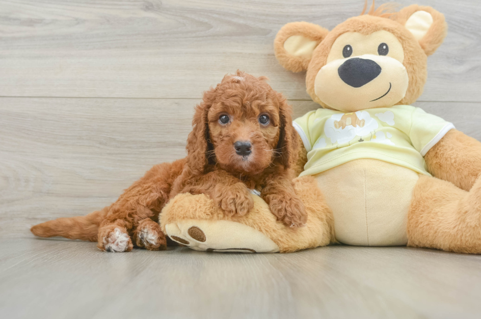 6 week old Mini Goldendoodle Puppy For Sale - Puppy Love PR