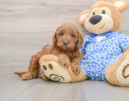 8 week old Mini Goldendoodle Puppy For Sale - Puppy Love PR