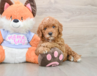 6 week old Mini Goldendoodle Puppy For Sale - Puppy Love PR