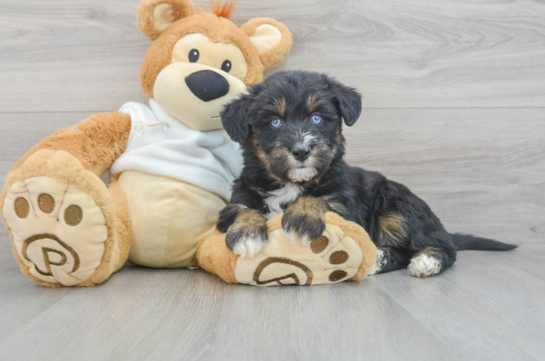 Cute Siberpoo Poodle Mix Puppy