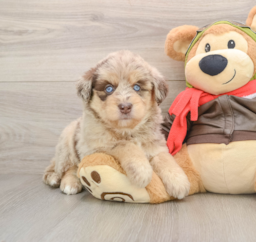 5 week old Mini Huskydoodle Puppy For Sale - Puppy Love PR