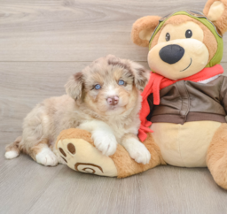 6 week old Mini Huskydoodle Puppy For Sale - Puppy Love PR