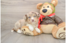 Cute Husky Poodle Poodle Mix Puppy
