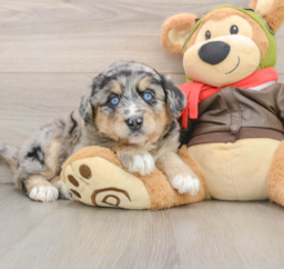 5 week old Mini Huskydoodle Puppy For Sale - Puppy Love PR