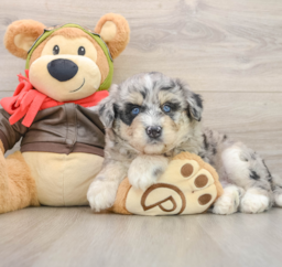 5 week old Mini Huskydoodle Puppy For Sale - Puppy Love PR
