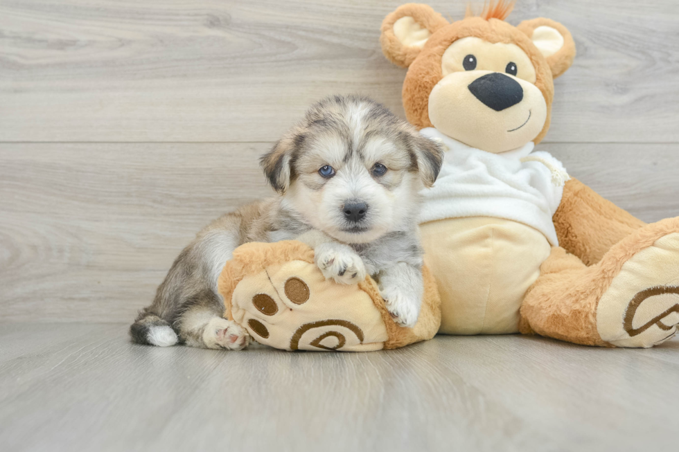 Cute Mini Huskydoodle Poodle Mix Pup