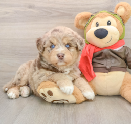 5 week old Mini Huskydoodle Puppy For Sale - Puppy Love PR
