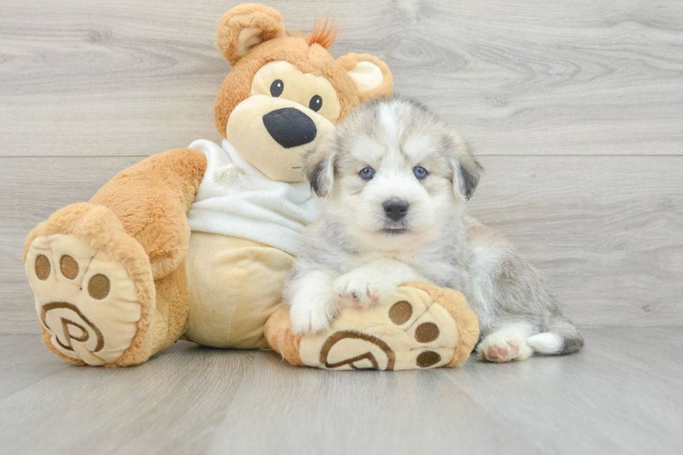 Cute Huskypoo Poodle Mix Puppy