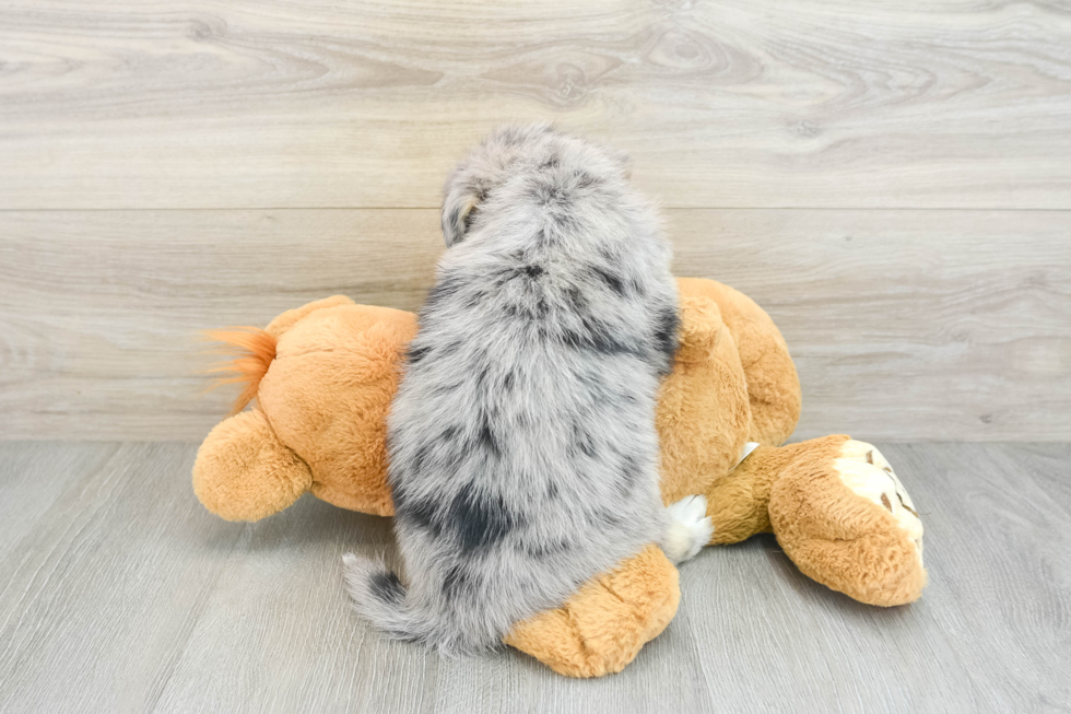 Cute Siberpoo Poodle Mix Puppy