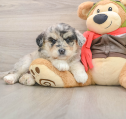 6 week old Mini Huskydoodle Puppy For Sale - Puppy Love PR