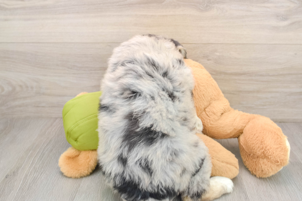 Mini Huskydoodle Pup Being Cute