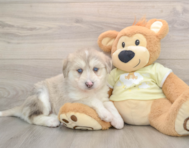 6 week old Mini Huskydoodle Puppy For Sale - Puppy Love PR