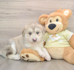 8 week old Mini Huskydoodle Puppy For Sale - Puppy Love PR