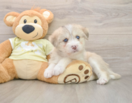 6 week old Mini Huskydoodle Puppy For Sale - Puppy Love PR