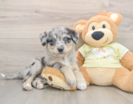 6 week old Mini Huskydoodle Puppy For Sale - Puppy Love PR