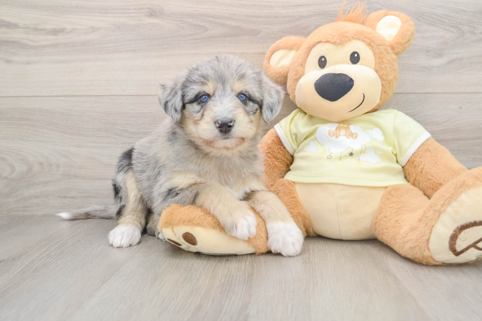 Cute Mini Huskydoodle Baby
