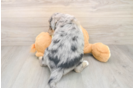 Cute Mini Huskydoodle Baby