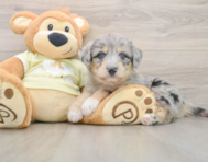 6 week old Mini Huskydoodle Puppy For Sale - Puppy Love PR