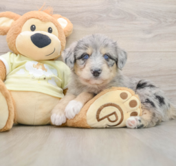 8 week old Mini Huskydoodle Puppy For Sale - Puppy Love PR