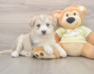 6 week old Mini Huskydoodle Puppy For Sale - Puppy Love PR