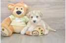 Cute Mini Huskydoodle Baby