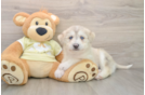 Mini Huskydoodle Puppy for Adoption