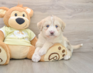 7 week old Mini Huskydoodle Puppy For Sale - Puppy Love PR