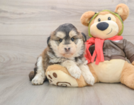 7 week old Mini Huskydoodle Puppy For Sale - Puppy Love PR