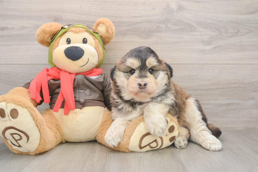 Mini Huskydoodle Pup Being Cute
