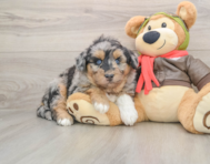 6 week old Mini Huskydoodle Puppy For Sale - Puppy Love PR