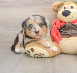 5 week old Mini Huskydoodle Puppy For Sale - Puppy Love PR