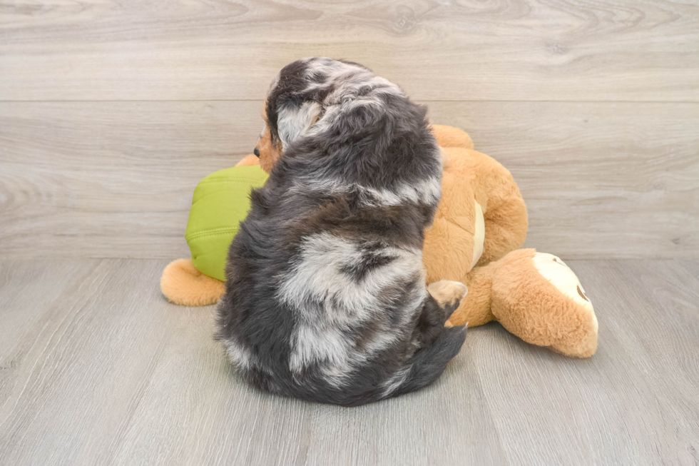 Mini Huskydoodle Pup Being Cute